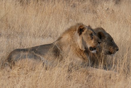 Safari Afrika mit Kindern - Safari Urlaub mit Kindern - beste Safari-Gebiete - Etosha Nationalpark - Löwen