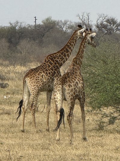 Südafrika for family - Bewertung - Giraffen im Nationalpark