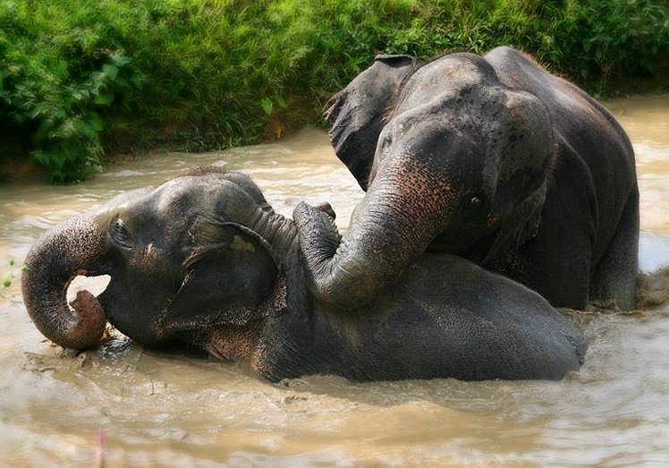 Thailand mit Kindern - Thailand Urlaub mit Kindern - Elefanten mit Kindern bestaunen
