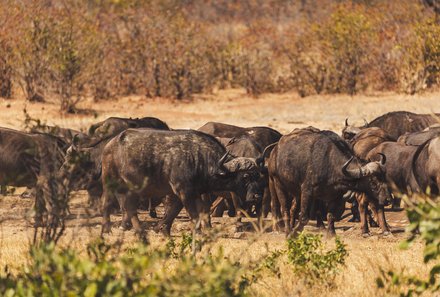 Südafrika Blog Artikel - Hausbüffel-Herde in der Savanne – Südafrika Familienreise