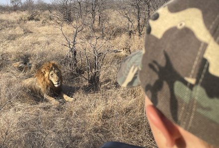 Safari Afrika mit Kindern - Safari Urlaub mit Kindern - beste Safari-Gebiete - Krüger Nationalpark - Löwe im Gras