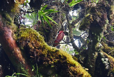 Familienreise Malaysia - Malaysia & Borneo Family & Teens - Natur im Mossy Forest