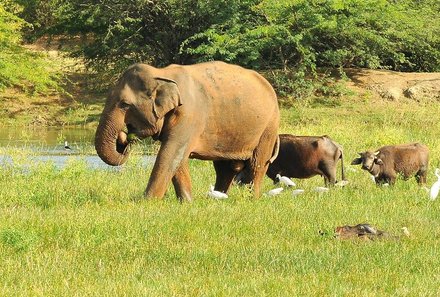 Sri Lanka for family individuell - Sri Lanka Individualreise mit Kindern - Safari mit Elefanten