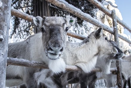 Finnland Familienurlaub - Finnland for family Winter - Rentiere