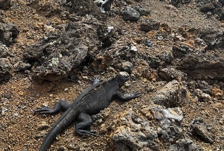 Familienreise Galapagos und Ecuador - Galapagos Family & Teens - Echse