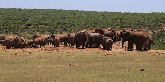 Südafrika mit Kindern - Großeltern reisen mit Kindern - Highlights Addo Nationalpark - Elefanten