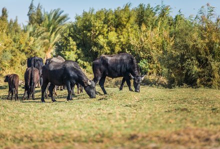 Jordanien Rundreise mit Kindern - Azraq Wetland Reserve - Tiere