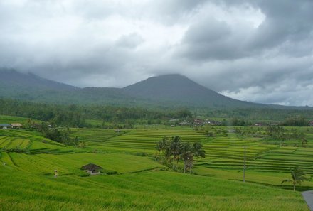 Bali Familienreise - Bali for family - Jatiluwih Reisterrassen