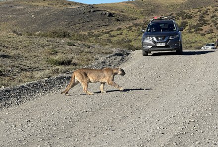 Patagonien Family & Teens - Torres del Paine Nationalpark - Puma