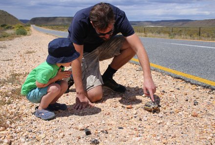 Garden Route mit Kindern - Schildkröte am Straßenrand