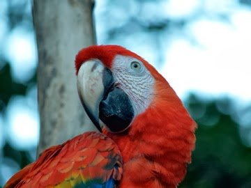 Mexiko mit Kindern - Highlights der Mexiko Rundreise - roter Papagei 