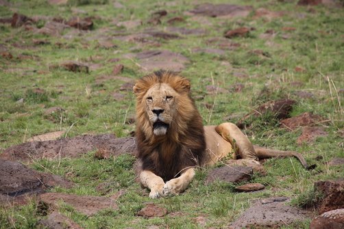 Reisebericht Kenia - Safari mit Kindern - Löwe