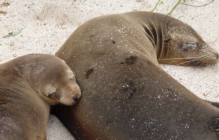 Galapagos mit Kindern - Galapagos for family - Robben San Cristobal