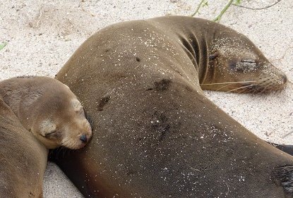 Familienreise Galapagos - Galapagos for family - Schlafende Robben