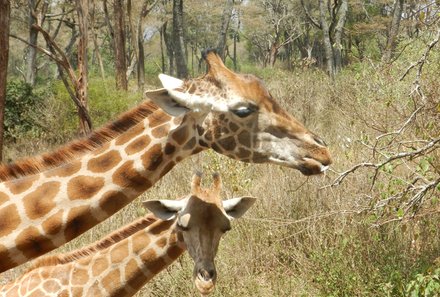 Kenia Familienreise - Kenia for family - Giraffencenter in Nairobi