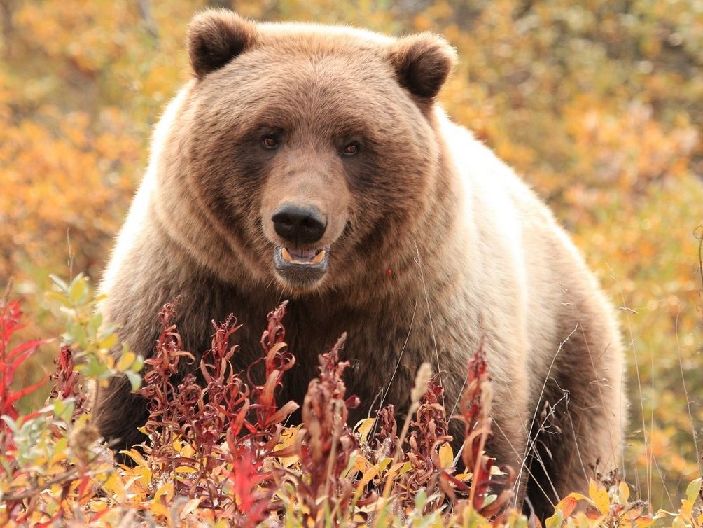 Nordamerika Familienurlaub - Bär in Kanada