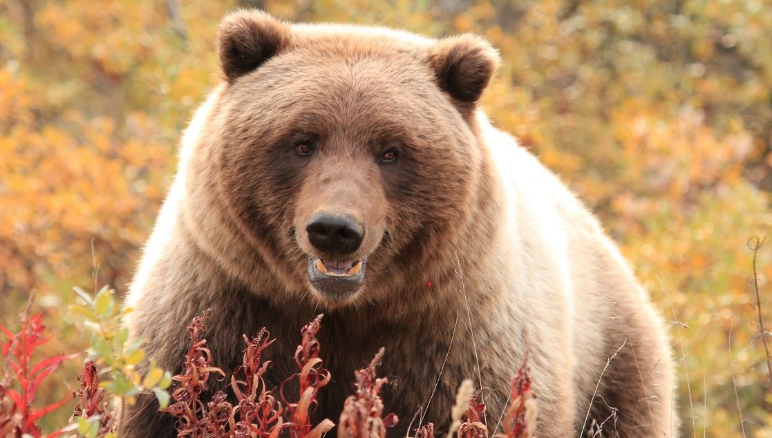 Familienreise_Kanada_Baer
