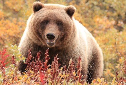 Vorstellung neuer Familienreisen - Kanada mit Kindern - Grizzlybär