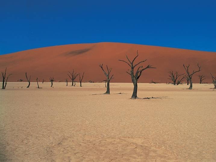 Namibia mit Kindern - Bäume in der Wüste