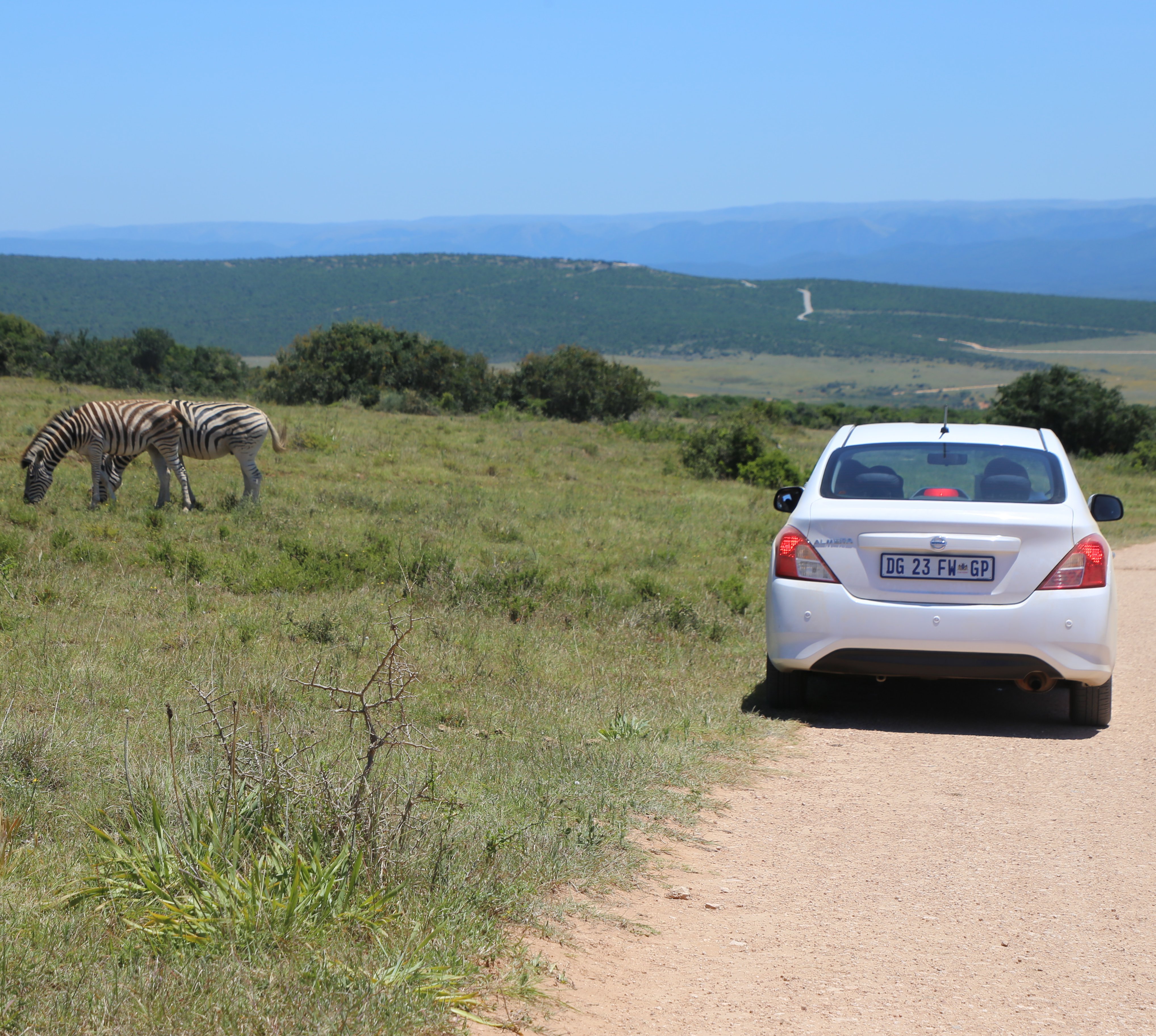 Safari Afrika mit Kindern - Safari Urlaub mit Kindern - Südafrika mit Kindern Safari - Safari im eigenen Mietwagen - Addo Elephant Nationalpark