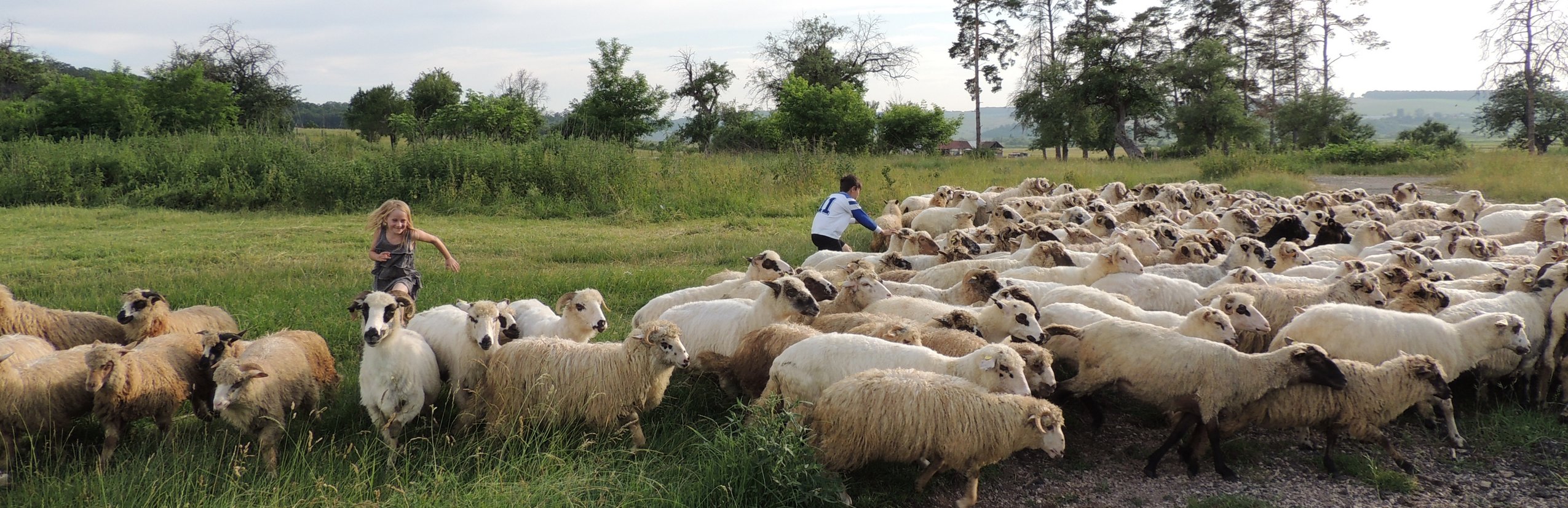 Rumänien mit Kindern - Landleben Rumänien - Schafsherde
