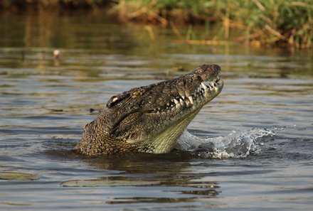 Namibia & Botswana mit Jugendlichen - Namibia & Botswana Family & Teens - Kwando Fluss - Krokodil