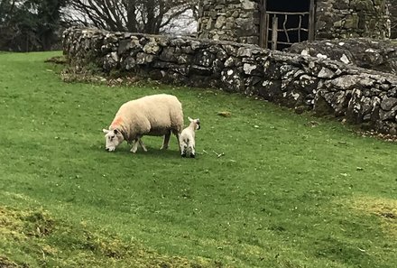 Irland Familienreise - Irland for family - Glengowla Minen - Schafe auf der Wiese