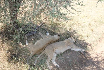 Serengeti mit Kindern individuell - Best of Familiensafari Serengeti - Pirschfahrt