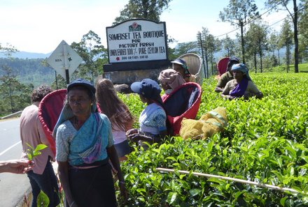 Sri Lanka for family individuell - Sri Lanka Individualreise mit Kindern - Einheimische auf der Teeplantage