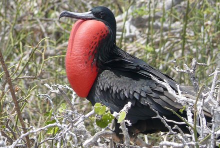 Familienreise Ecuador - Galapagos for family - Vögel beobachten