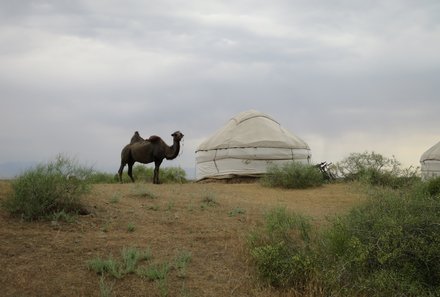 Usbekistan Reise - Kyzylkum Safari Yurt Camp -  Kamel neben Jurte