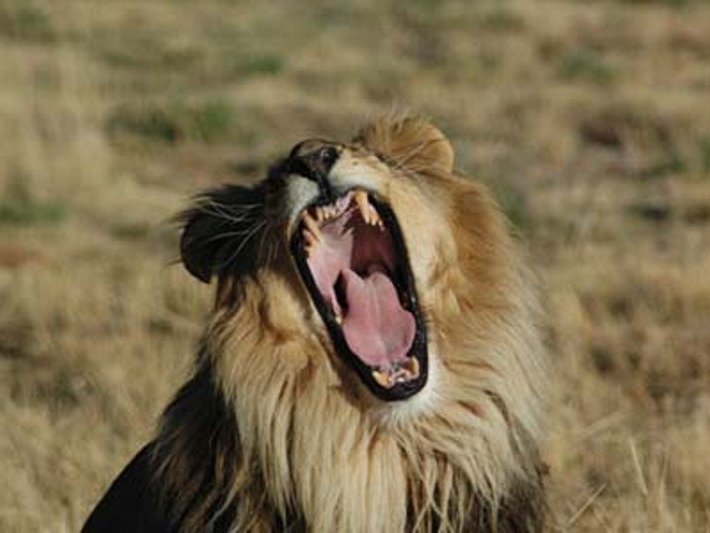 Ab in den Busch - Mit Kindern auf Safari in Tansania, Namibia und Südafrika - Namibia mit Kindern - Löwe brüllt