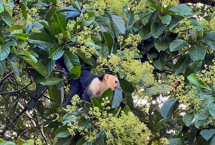 Costa Rica Familienreise - Costa Rica individuell -  Affe im Baum