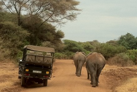 Serengeti mit Kindern individuell - Best of Familiensafari Serengeti - Safari