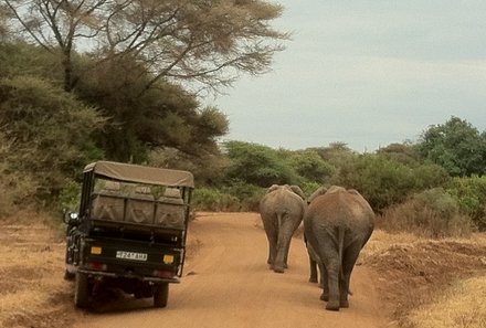 Tansania mit Kindern  - Tansania for family - Safari