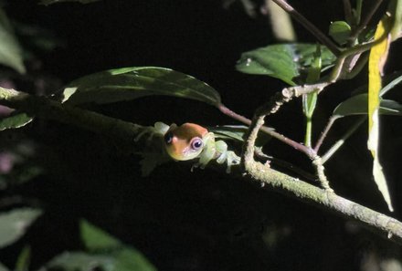 Familienreise Galapagos und Ecuador - Galapagos Family & Teens - Kleiner Frosch bei Nacht