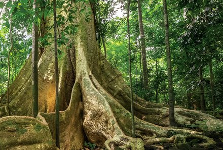 Vietnam Familienreise - Vietnam for family - Nam Cat Nationalpark - Baum