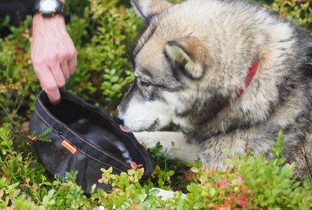 Finnland Familienreise - Finnland for family - Erkundung der Natur - Begegnung mit Huskys in Finnland