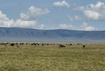 Familienreise Tansania - Tansania for family individuell deluxe - Tierbeobachtungen Ngorongoro Krater