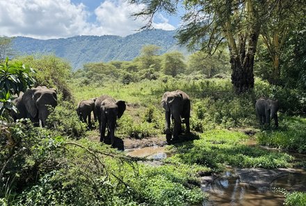 Familienreise Tansania - Tansania for family individuell deluxe - Elefanten im Ngorongoro Krater