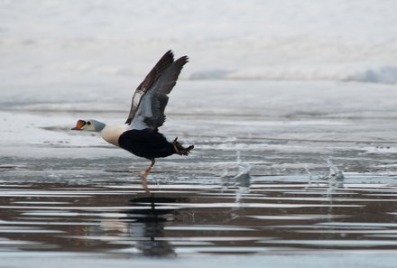 Familienreise Arktis - Arktis Reise mit Jugendlichen - Ente