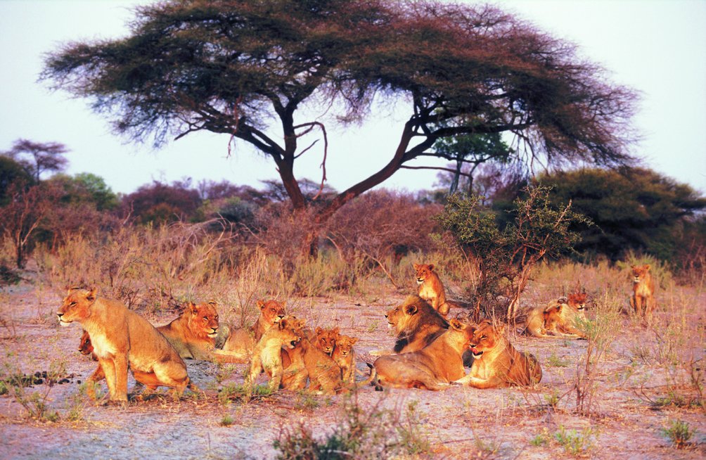 Botswana mit Kindern - Löwenherde