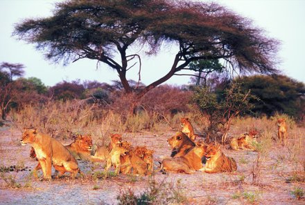 Botswana Familienreise mit Kindern - Botswana Fly-In-Safari individuell - Löwen in Freiheit