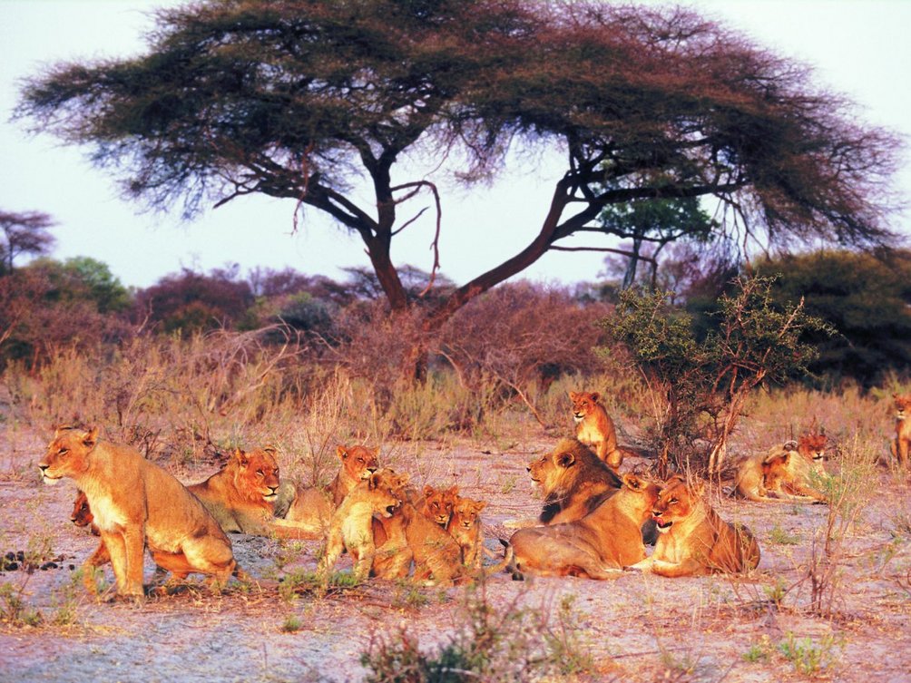 Botswana Fernreise mit Kindern - Löwenrudel