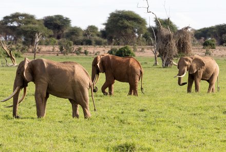 Kenia Familienreise - Kenia for family - Elefantengruppe