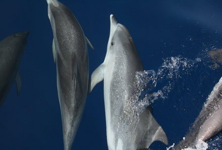 La Gomera Familienurlaub - La Gomera for family - Delfine unter Wasser