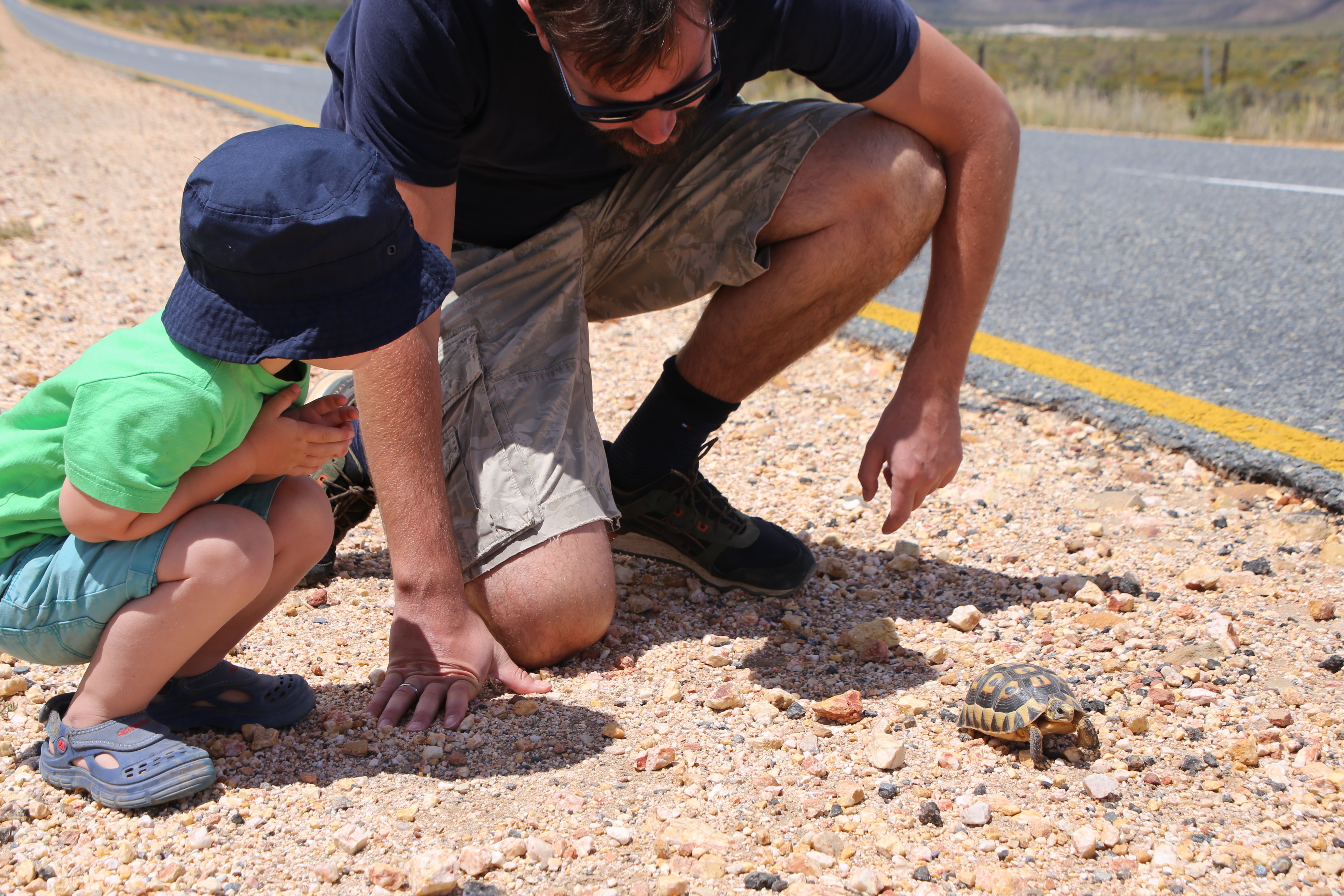 Garden Route mit Kindern - Reisebericht zu Südafrika Reisen mit Kindern - Schildkröte am Straßenrand