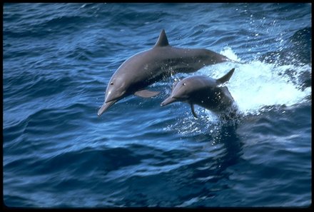 Familienurlaub Südafrika - Südafrika for family individuell - Best of Krüger - Dolphin Coast - Delfine