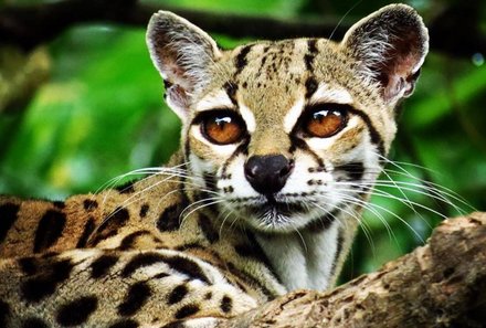 Costa Rica Familienreise - Costa Rica individuell - Las Pumas Rescue Center - Leoparden Baby