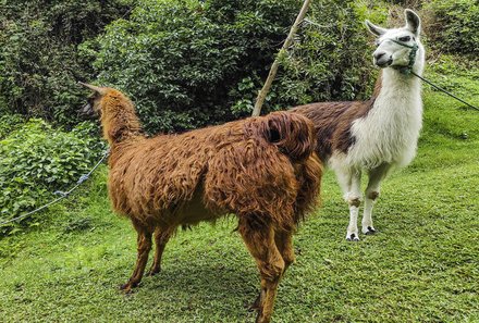 Familienreise Galapagos und Ecuador - Galapagos Family & Teens - Lamas in der Natur